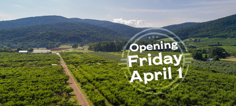 Chiles Peach Orchard opens for the season on April 1, 2022