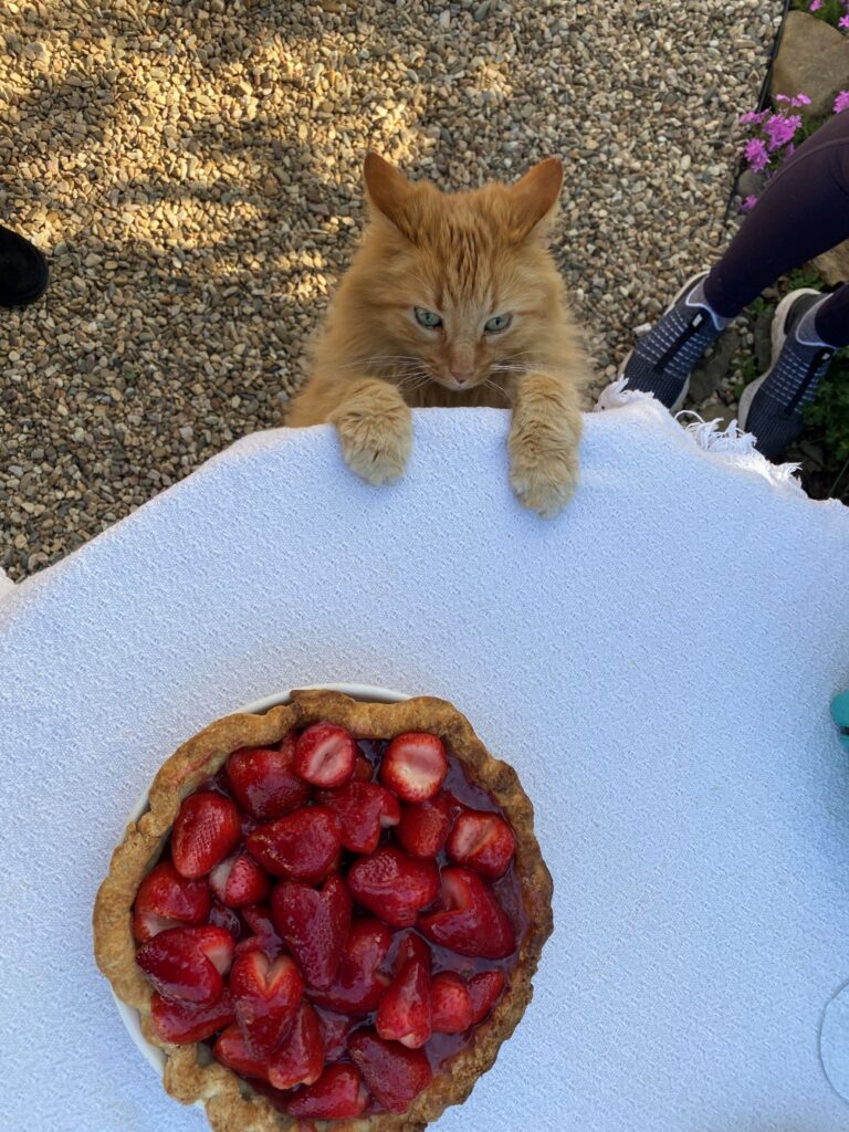 Cat and Chiles Peach Orchard strawberries