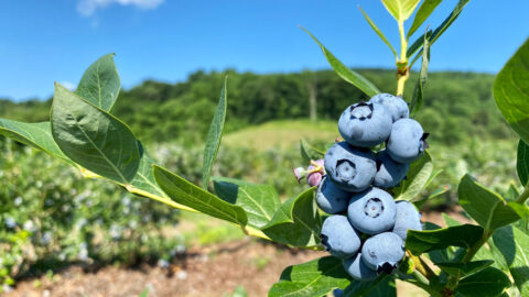 Pick Your Own Blueberries at Chiles Peach Orchard in June