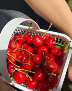 Basket of ready-picked sweet cherries