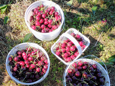 Baskets of sweet cherries at Spring Valley Orchard