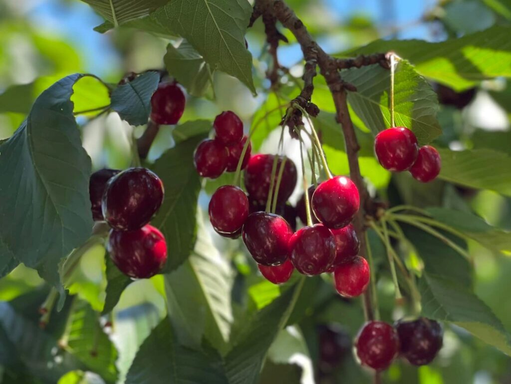 Cherries on tree at Spring Valley Orchard