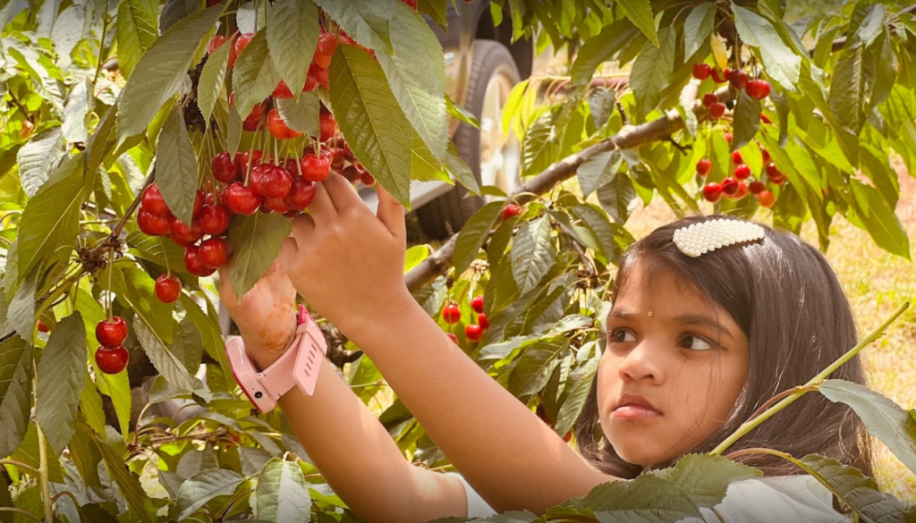 Little girl picking cherries at Spring Valley Orchard