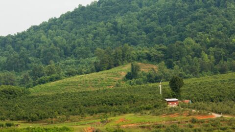 Spring Valley Orchard in the Blue Ridge Mountains