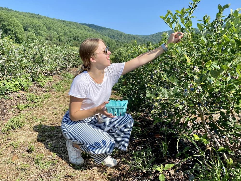 Girl picking blueberries at Chiles Peach Orchard