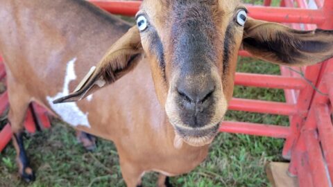a goat in a fenced-in area