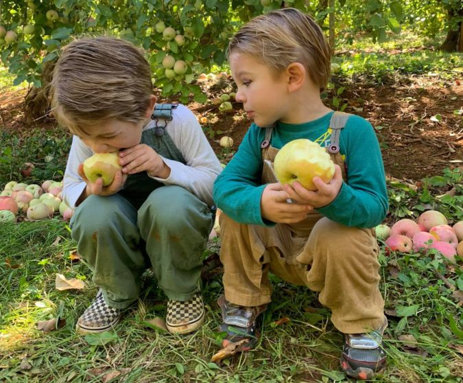 Two boys eating fresh apples in an orchard