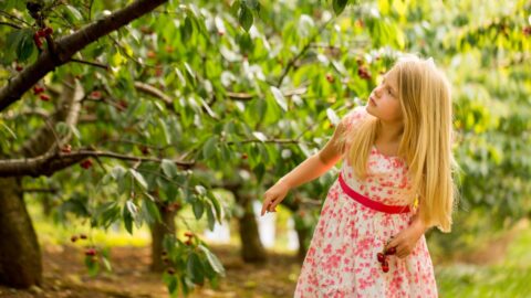 Girl picking sweet cherries at Spring Valley Orchard