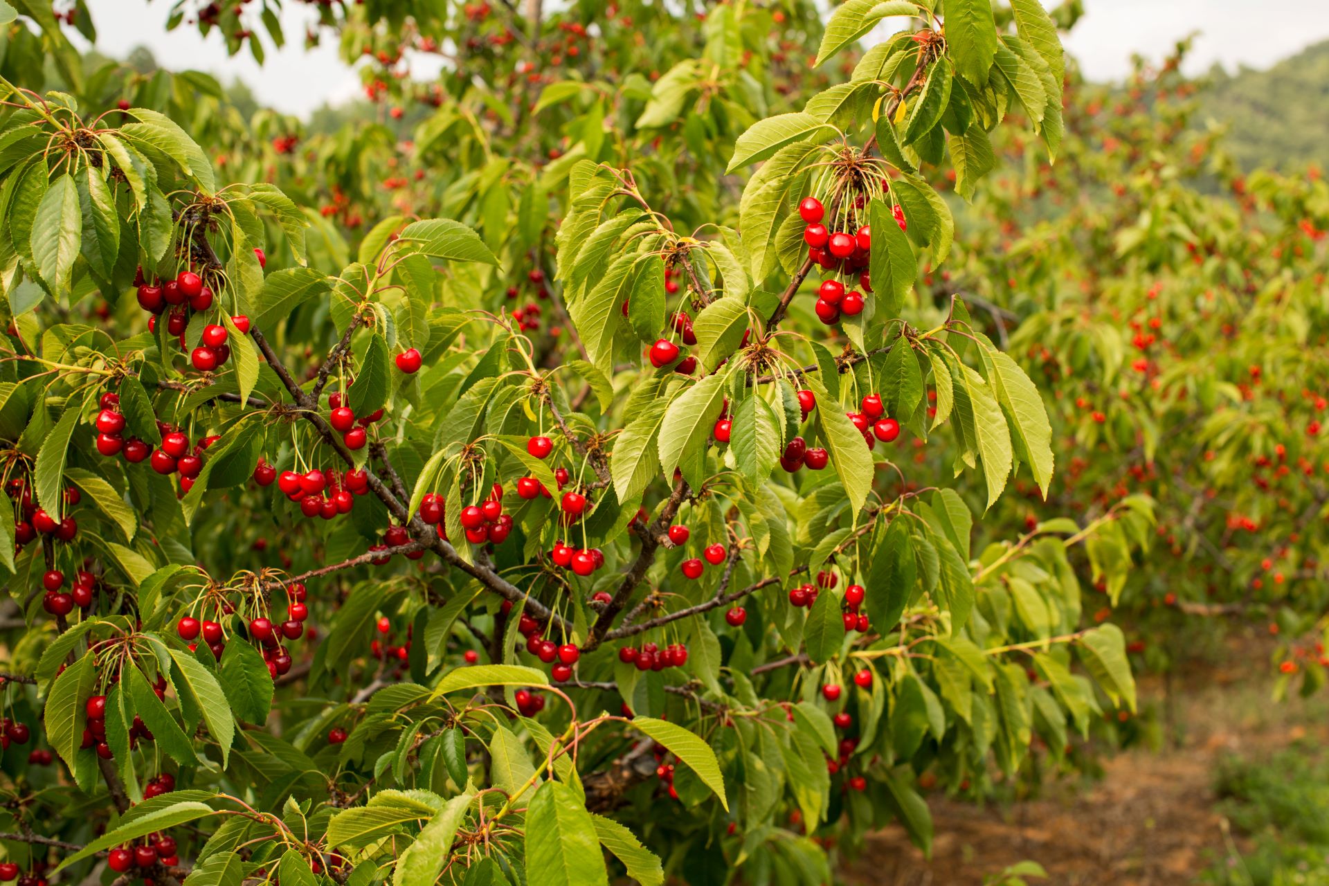 Spring Valley Orchard photo 11