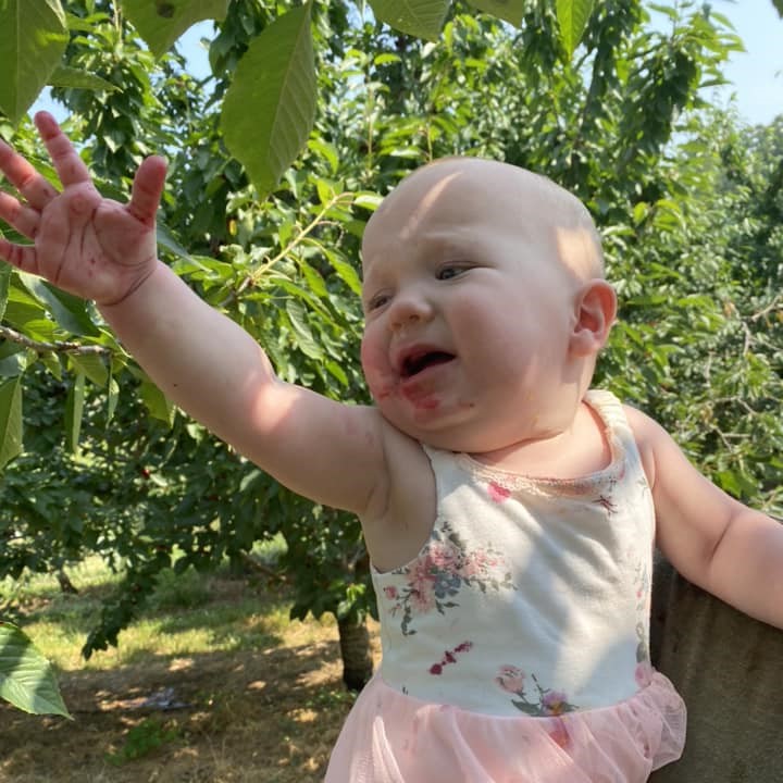 baby reaching for cherries at spring valley orchard