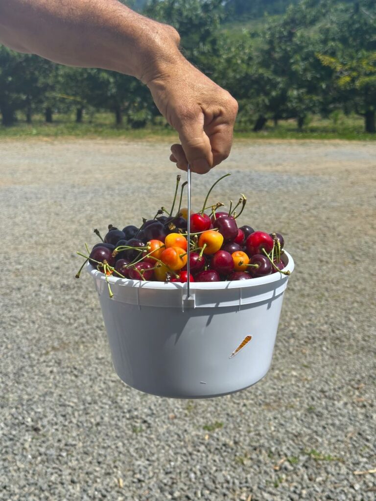 bucket of sweet cherries at spring valley orchard