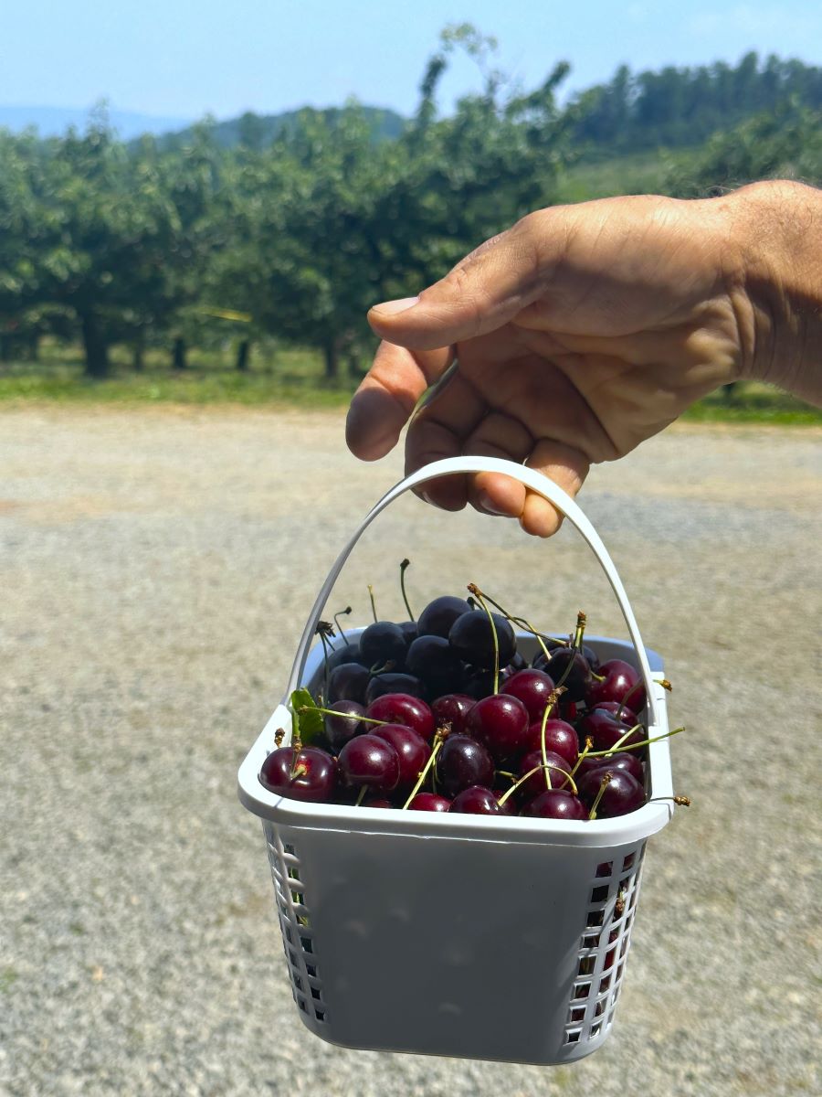 basket of sweet cherries at spring valley orchard