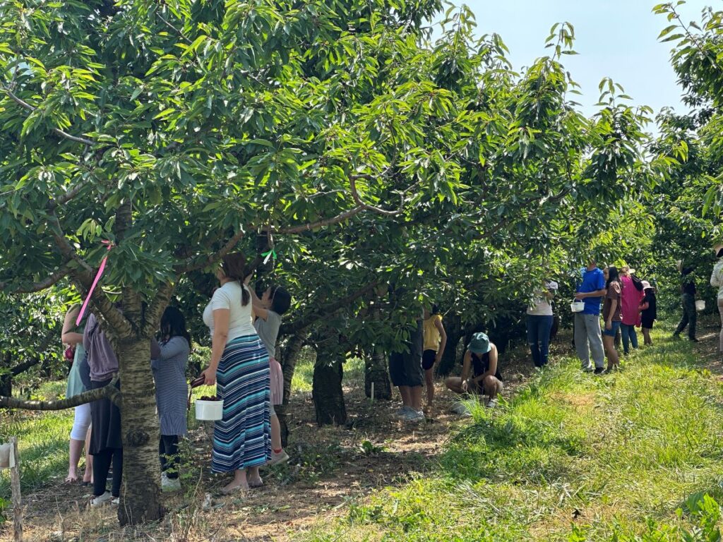 Families picking sweet cherries at spring valley orchard