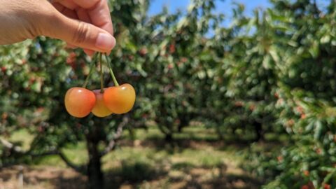 rainer cherries at spring valley orchard