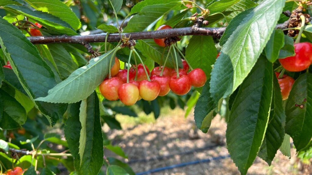 rainer cherries on tree at spring valley orchard