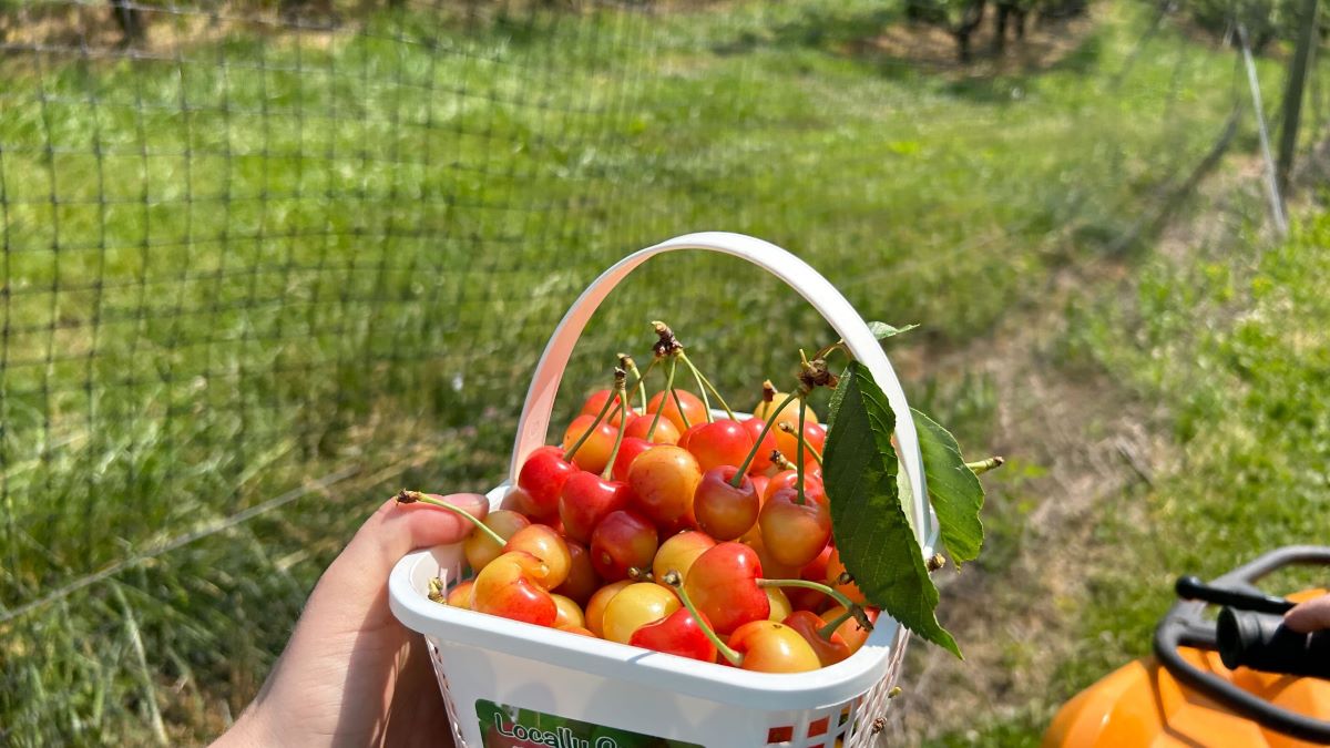 basket of rainer cherries at spring valley orchard
