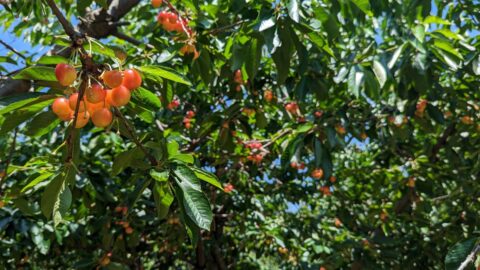 yellow sweet cherries at spring valley orchard