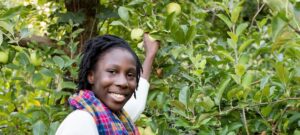 Woman picking apples