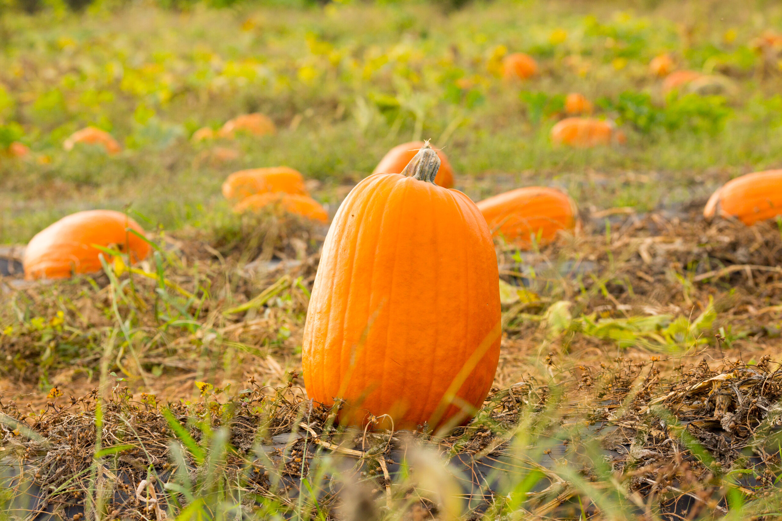 Pumpkin in a pumpkin patch field