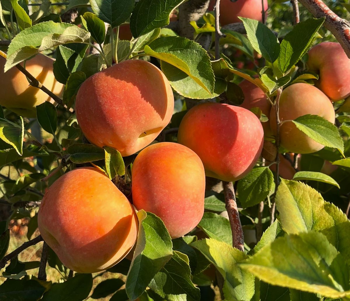 Apples on a tree