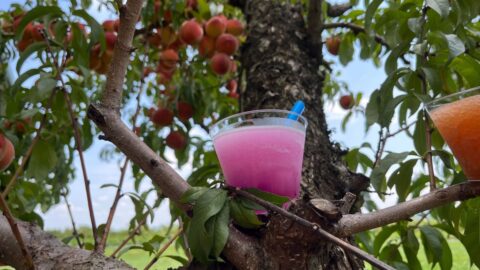 wine slushie in peach tree at chiles peach orchard