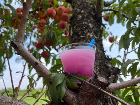 wine slushie in peach tree at chiles peach orchard