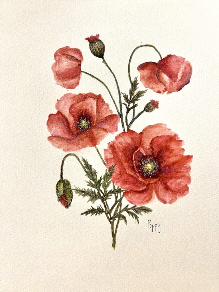 Watercolor poppy flower for Chiswell artisan pop-up