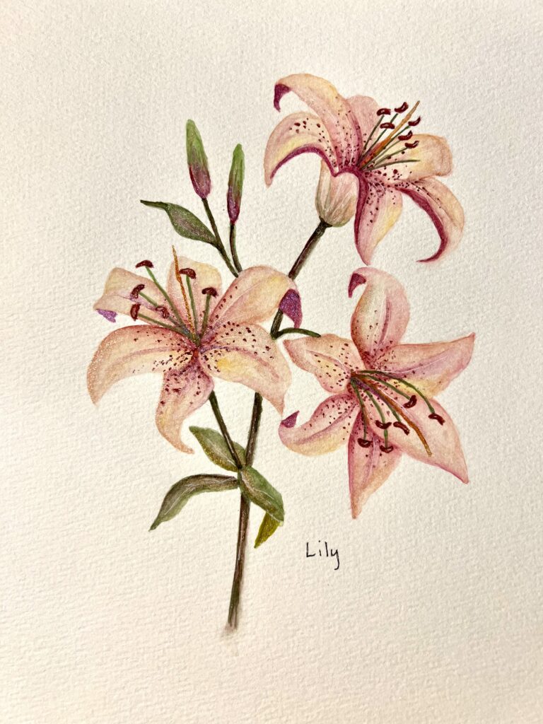 Watercolor lily flower for Chiswell artisan pop-up