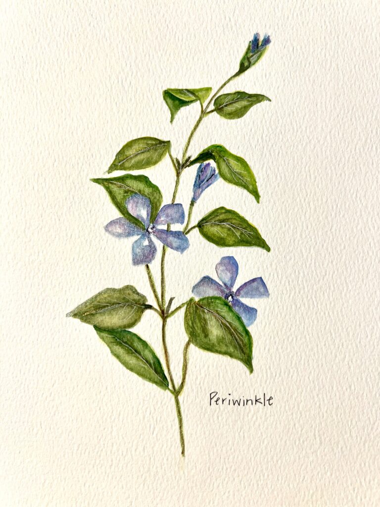 Watercolor periwinkle flower for Chiswell artisan pop-up