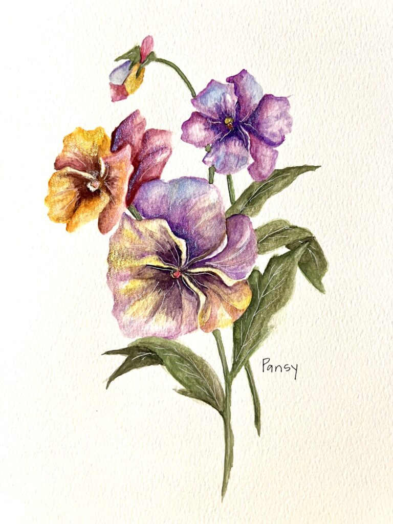 Watercolor peony flower for Chiswell artisan pop-up