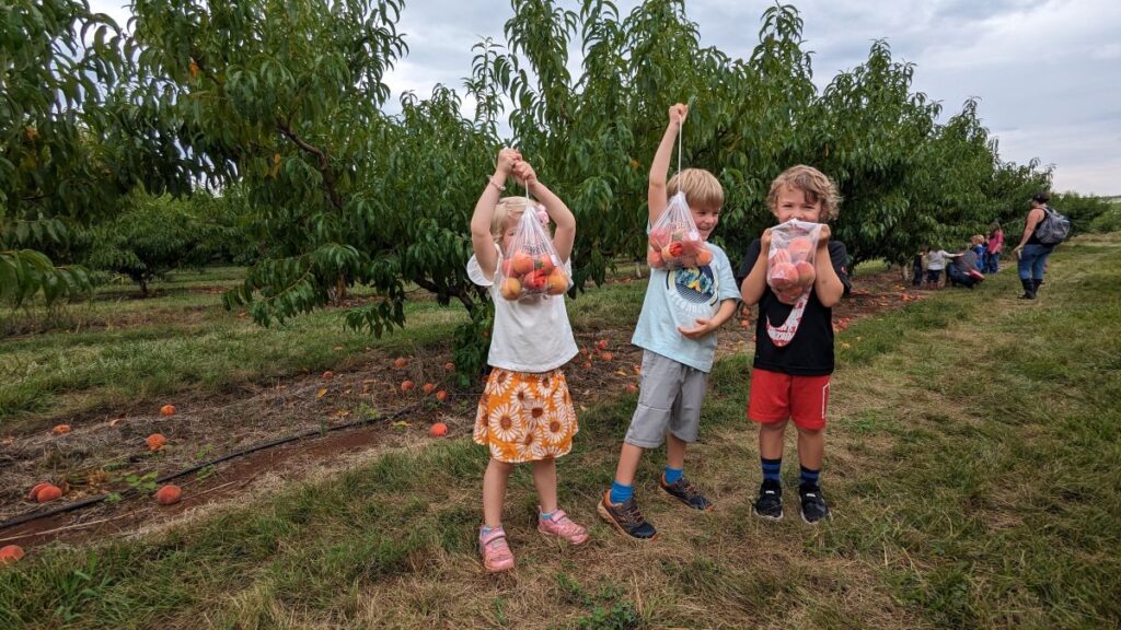 Kids peach picking at Come Grow With Us