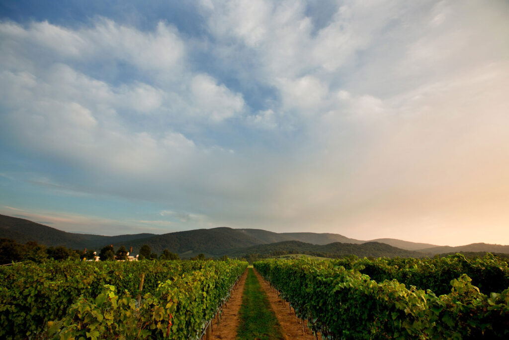 A view of a vineyard at sunset