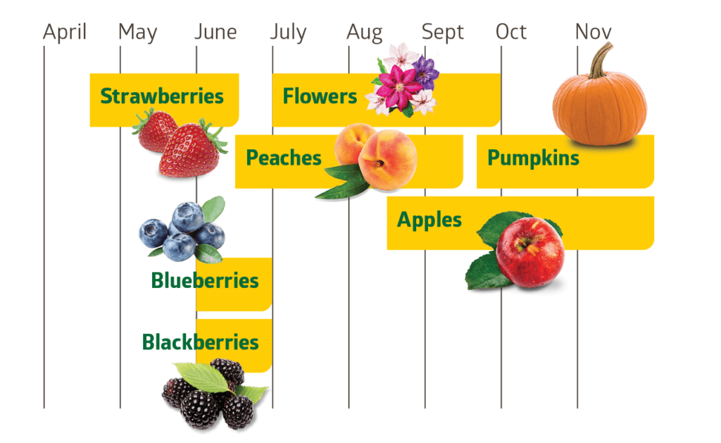 Strawberries are available from mid-April to mid-June. Flowers are available from Jlu through September.  Peaches are available from mid-June to mid-Sept. Pumpkins   are available from mid-late-Sept through Nov.    Apples are available from mid-August through Nov. Blueberries and Blackberries	 are available  in June. 