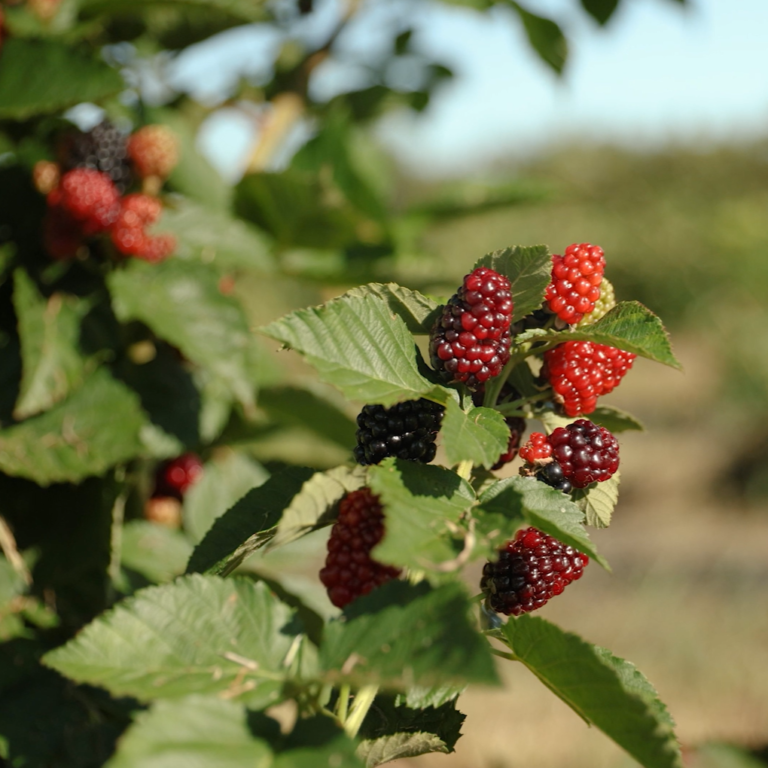 Blackberries | Chiles Family Orchards