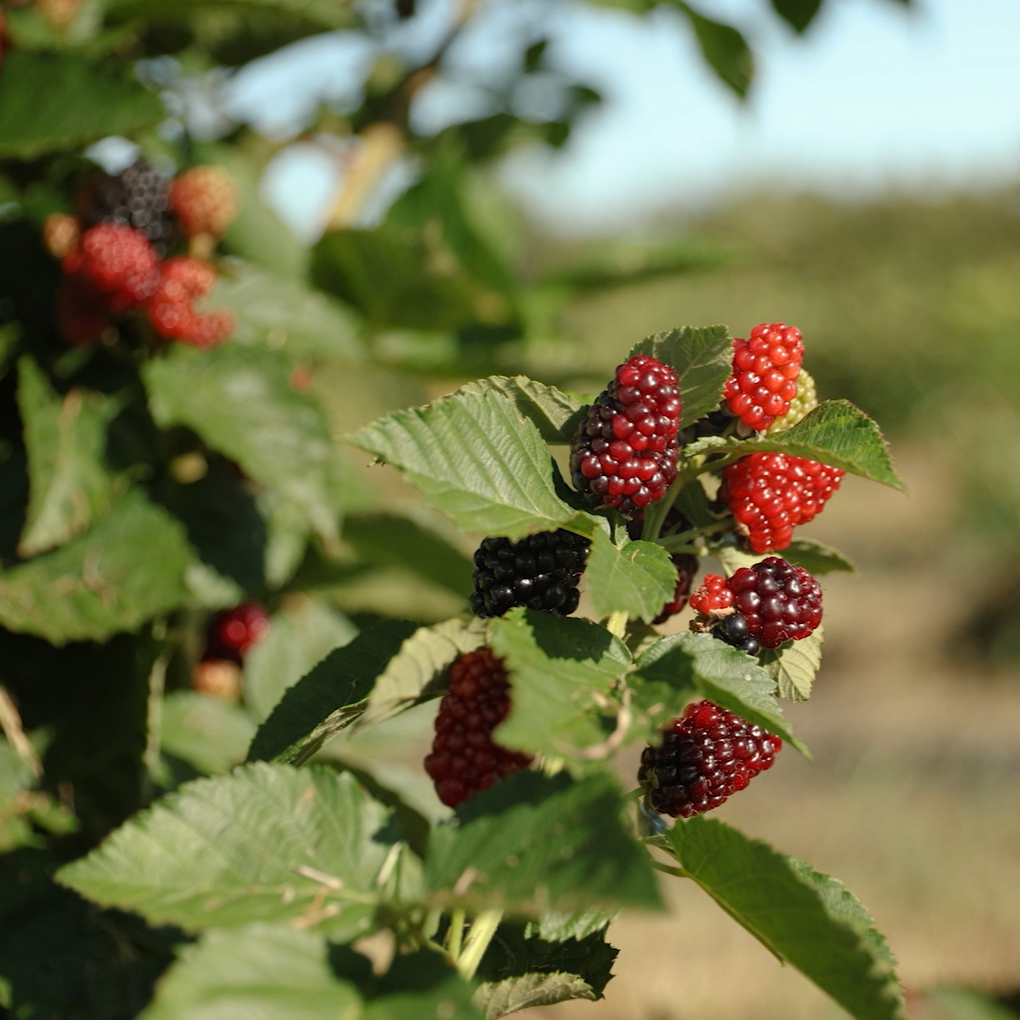 Virginia blackberries not ripe for picking