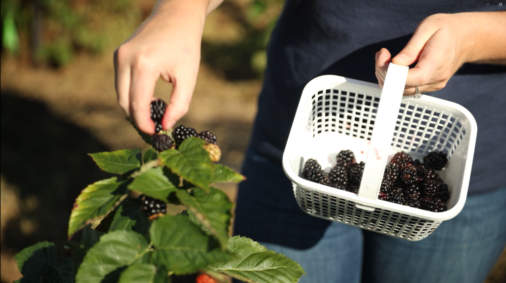 Blackberry picking in Virginia
