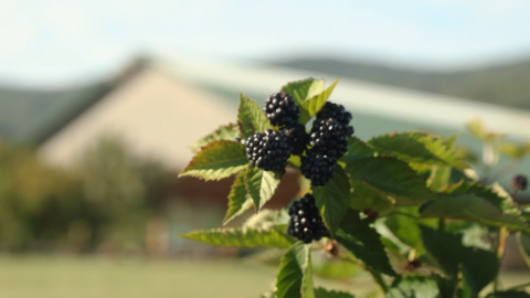 Blackberry picking crop in Crozet Virginia
