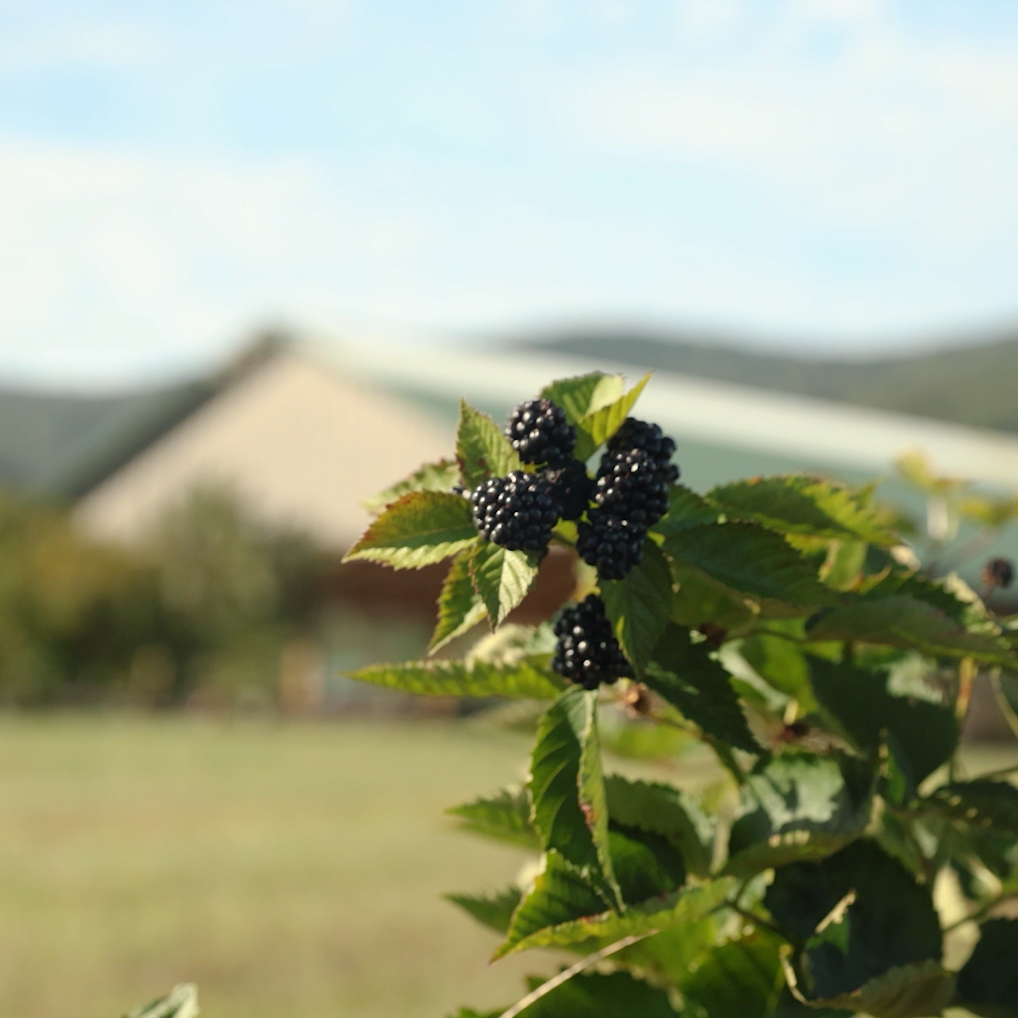Blackberry picking crop in Crozet Virginia