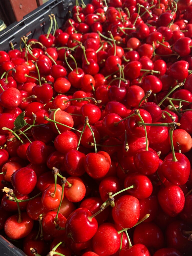 A large pile of picked cherries.