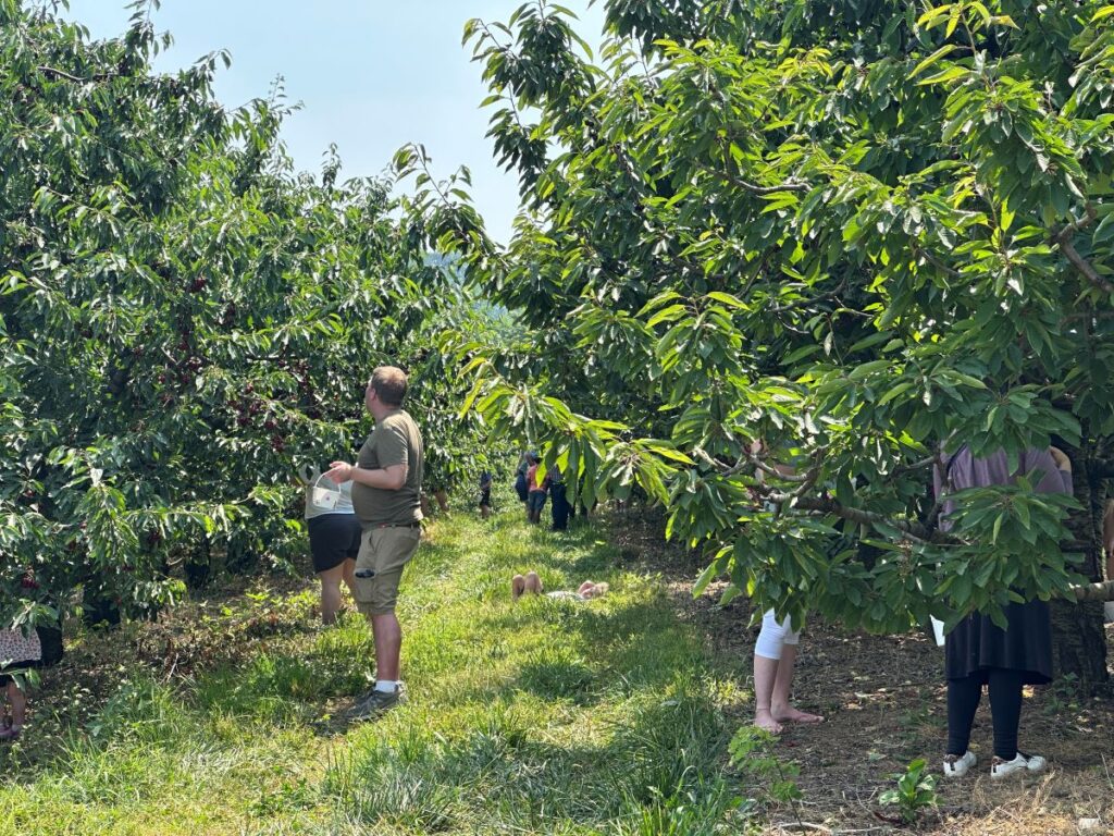 People Picking Cherries