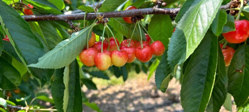 Spring Valley Orchard cherries