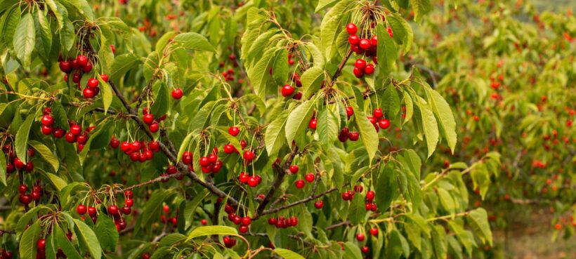 Cherry trees at Spring Valley Orchard.