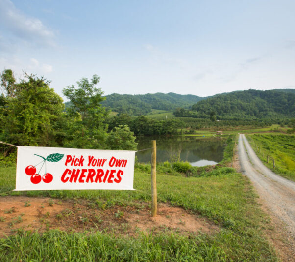 Sign for pick-your-own cherries at Spring Valley Orchard.