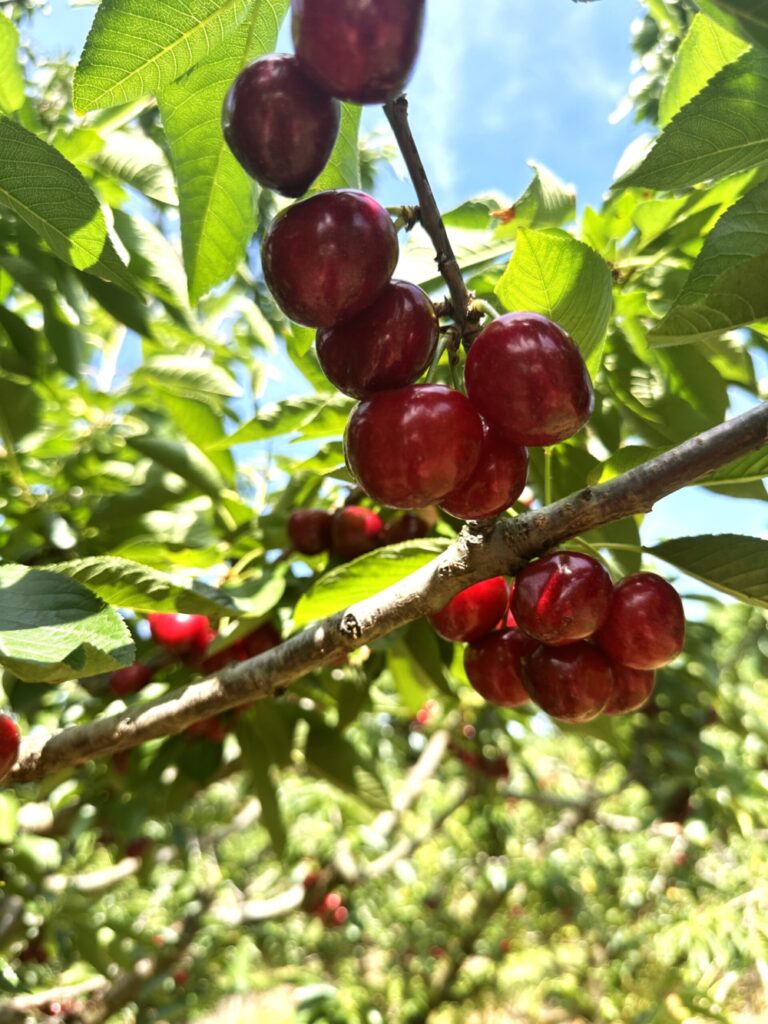 Cherries on a branch at Spring Valley Orchard