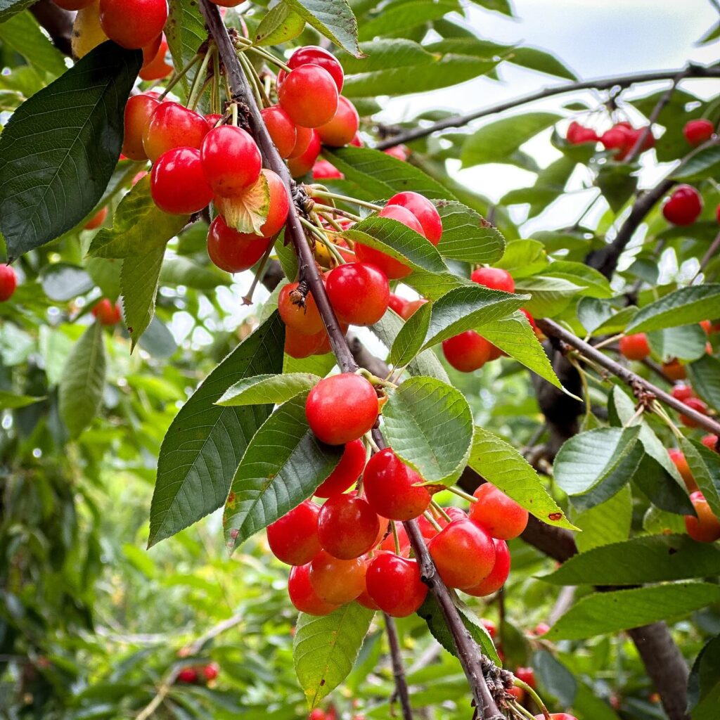 Cherries on a branch at Spring Valley Orchard.