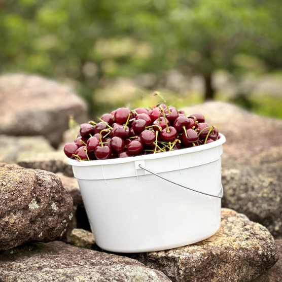 A bucket of cherries at Spring Valley Orchard.