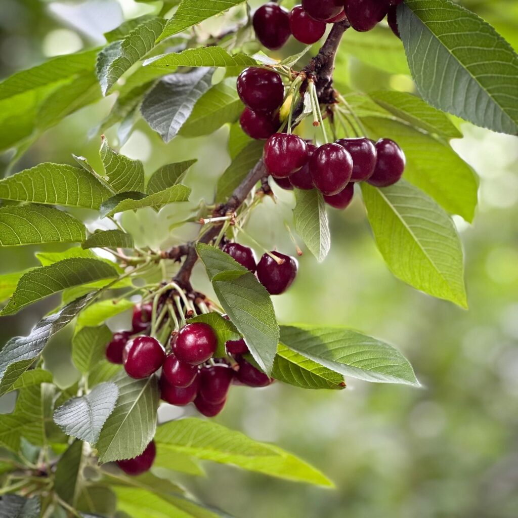 Cherries on a branch at Spring Valley Orchard.