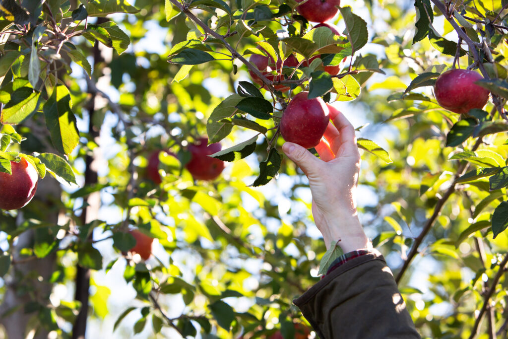 A hand reaching up and picking an apple from a tree branch.