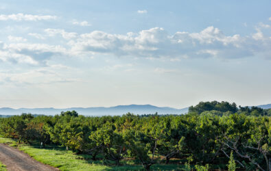 A view of rows of green apple trees at Chiles Peach Orchard