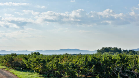 A view of rows of green apple trees at Chiles Peach Orchard